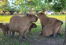 Nordelta: vecinos denunciaron que perros asilvestrados atacan carpinchos y se comen a sus crías
