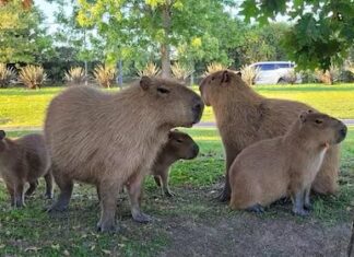 Nordelta: vecinos denunciaron que perros asilvestrados atacan carpinchos y se comen a sus crías