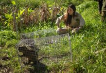 La Reserva Natural de Maschwitz suma biodiversidad con la llegada de coipos y comadrejas