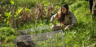 La Reserva Natural de Maschwitz suma biodiversidad con la llegada de coipos y comadrejas
