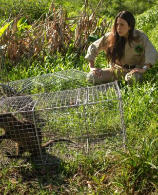La Reserva Natural de Maschwitz suma biodiversidad con la llegada de coipos y comadrejas