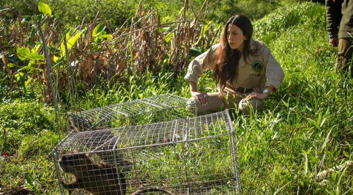 La Reserva Natural de Maschwitz suma biodiversidad con la llegada de coipos y comadrejas