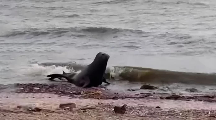 Sorpresa en Vicente López: un lobo marino apareció en la costa del Río de la Plata