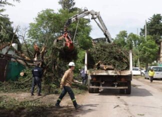 Cronograma del sistema municipal de recolección de ramas para esta semana
