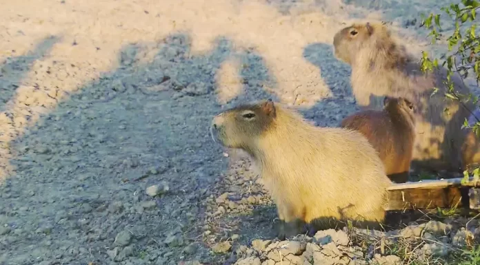 Carpinchos de Nordelta trasladados a una reserva en San Fernando: qué se sabe del lugar