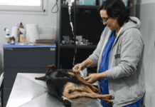 Zoonosis Escobar celebra nueve años con un hospital totalmente renovado