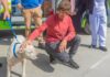 San Fernando prohibió a los criaderos de mascotas y la venta de animales en comercios