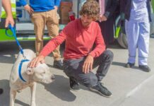 San Fernando prohibió a los criaderos de mascotas y la venta de animales en comercios