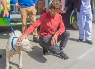 San Fernando prohibió a los criaderos de mascotas y la venta de animales en comercios