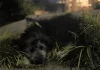 Pilar: detuvieron a un hombre acusado de golpear brutalmente a un cachorro de apenas 50 días
