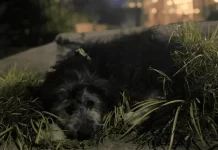 Pilar: detuvieron a un hombre acusado de golpear brutalmente a un cachorro de apenas 50 días