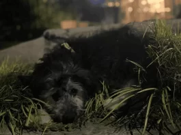 Pilar: detuvieron a un hombre acusado de golpear brutalmente a un cachorro de apenas 50 días
