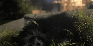 Pilar: detuvieron a un hombre acusado de golpear brutalmente a un cachorro de apenas 50 días