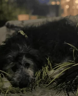 Pilar: detuvieron a un hombre acusado de golpear brutalmente a un cachorro de apenas 50 días