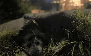 Pilar: detuvieron a un hombre acusado de golpear brutalmente a un cachorro de apenas 50 días