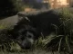 Pilar: detuvieron a un hombre acusado de golpear brutalmente a un cachorro de apenas 50 días